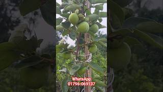 পার্সিমন ফলসহ ছাদ বাগানের জন্য রেডি চারা নিতে পারেন। #agriculture #viralshort #rooftopgarden #natore