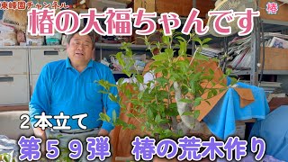 Bonsai] Vol. 59: Shaping Raw Camellia Stock [The variety is called
