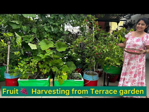 Harvest some fruits from the terrace garden || Plant this plant in the garden and get lots of fru...
