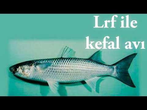 KEFAL AVI (LRF)