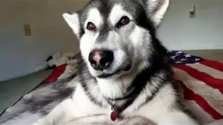 Awesome Gifts for Pets  Tonka Loves Them!!