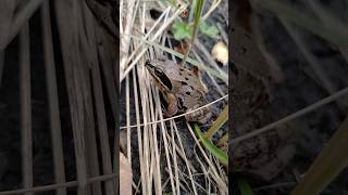 Frog in the grass🐸 Лягушки в траве #frog #amphibians #wildlife #nature #moorfrog #animals #frog #сад