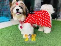 Shihtzu puppy beautiful pose  biggest pet mall in hyderabad  bow boww to meow meow