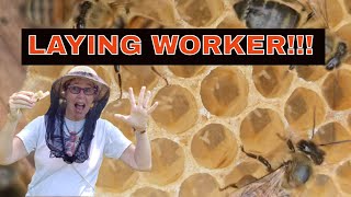 ☯️  LAYING WORKER VS QUEEN RIGHT  HOW TO TELL!!  #beekeeping101