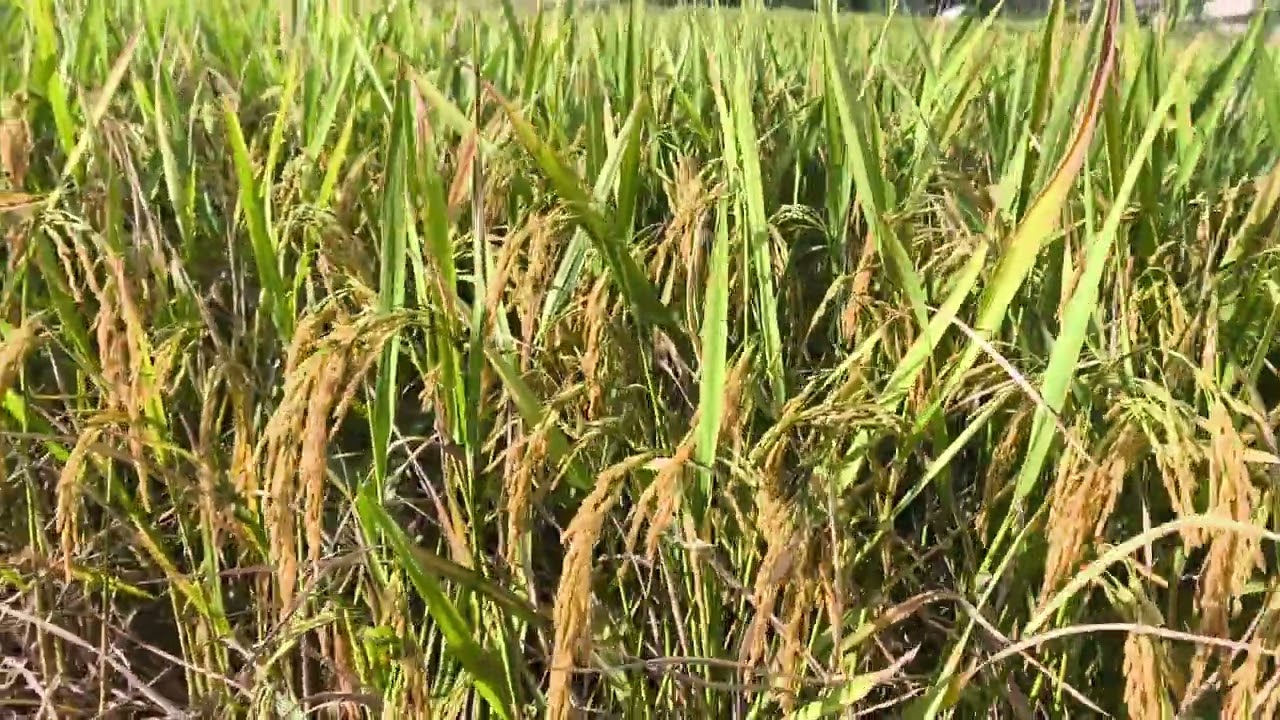 กข24สกลนคร72  สนใจเมล็ดพันธุ์ 093-2362463