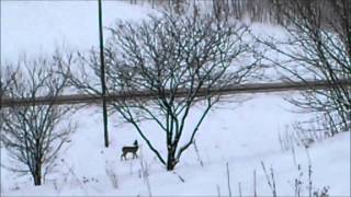 O Sarence, Która Zagubiła Się W Zimie