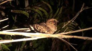 Lesser Nighthawk, Chotacabras Chico Chordeiles Acutipennis
