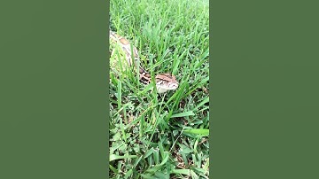 BURMESE Python handling outside #reptiles #burmesepythons