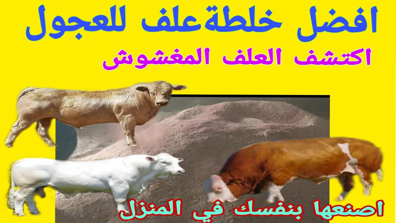 أفضل تركيبة علف سوبر تحويل لعجول التسمين..كيف تكتشف العلف المغشوش.اهم الاضافات..د/السيدالطوخي