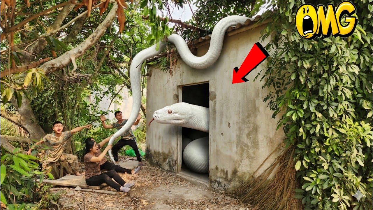 Two brave soldiers confront a giant white python in an abandoned house ...