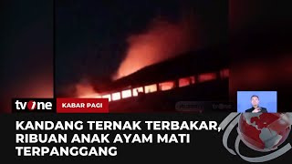 Ribuan Anak Ayam Mati Terbakar, Kebakaran Landa Kandang Ternak di Klaten | Kabar Pagi tvOne