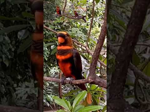 Dusky lory