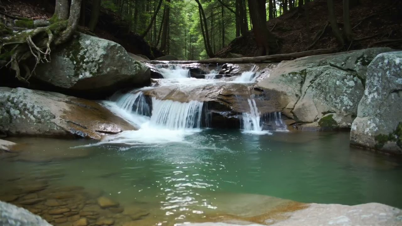 Forest Stream & Soft Bird Sounds | 5 Hours Relaxing Nature Ambience | No Music