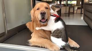 When Dogs and Cats Protect Each Other! 😂 Funniest Dog and Cats Reactions