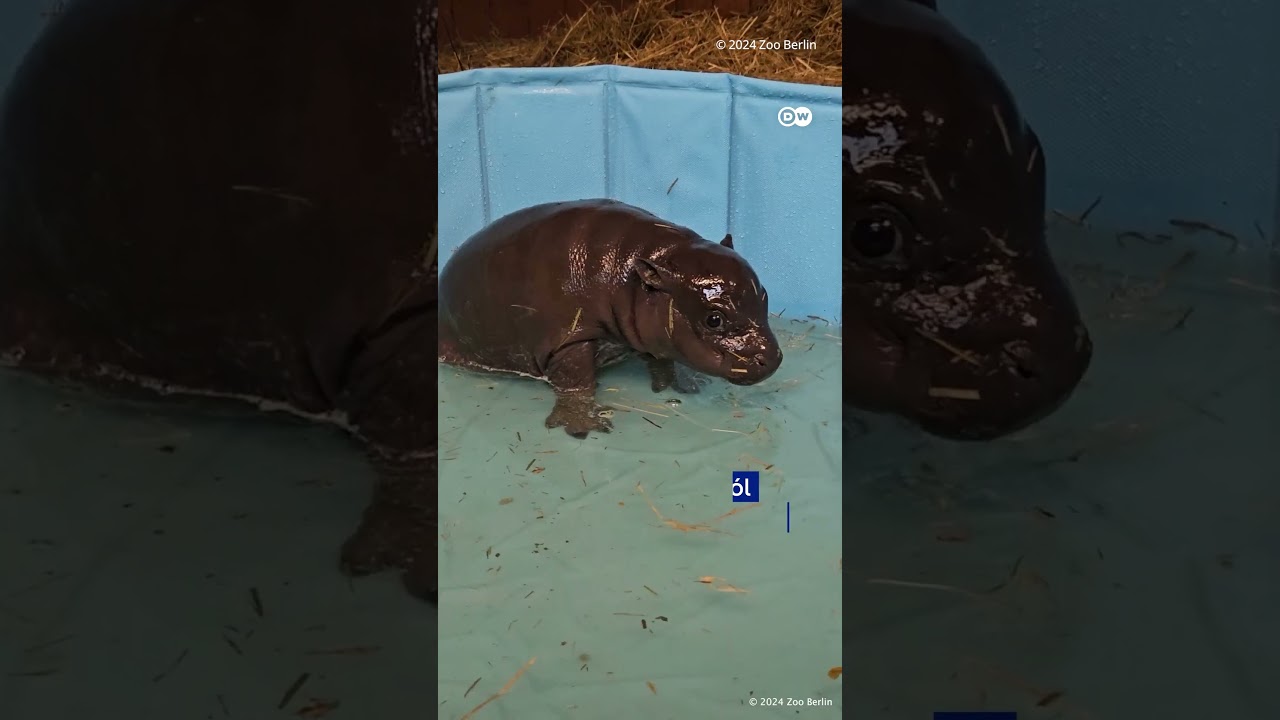 A legkülönlegesebb álláshirdetés: víziló babysittert keresnek