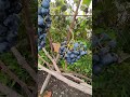 бабочка- вредитель ягод винограда 31.08.25 Спасск-Дальний
