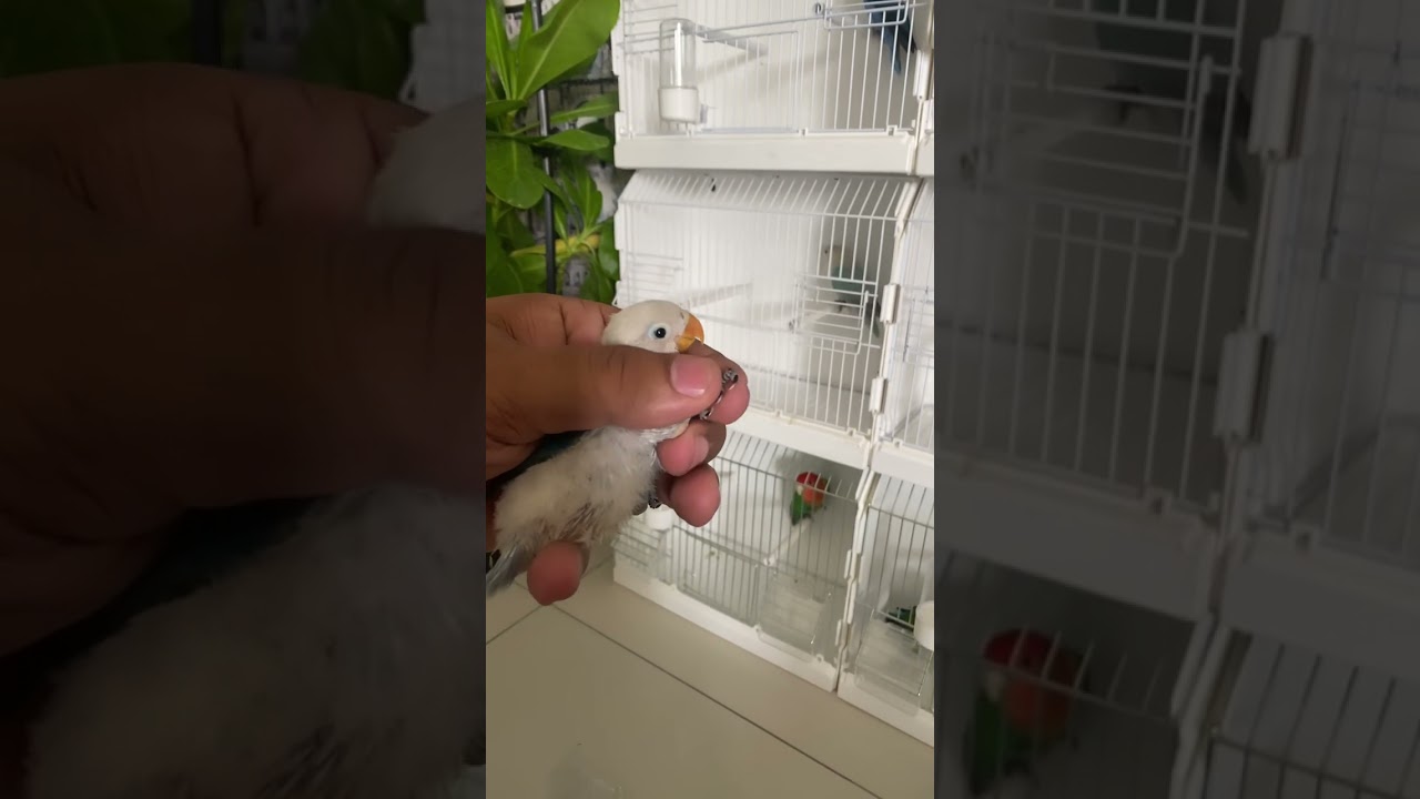 How to put # lovebirds 