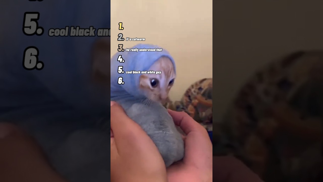 Ranking Cats Wearing CLOTHES Moments 