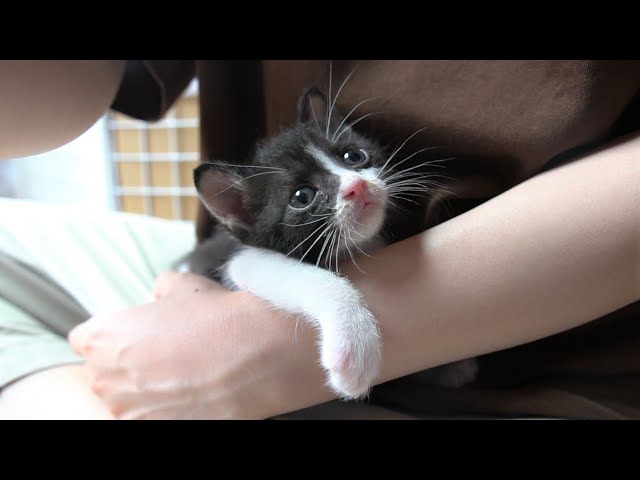 保護猫 シャーばかりの子猫がなつくまで Cautious Kitten Becoming Friendly With Me Litetube 保護猫 シャーばかりの子猫がなつくまで Cautious Kitten Becoming Friendly With Me Litetube
