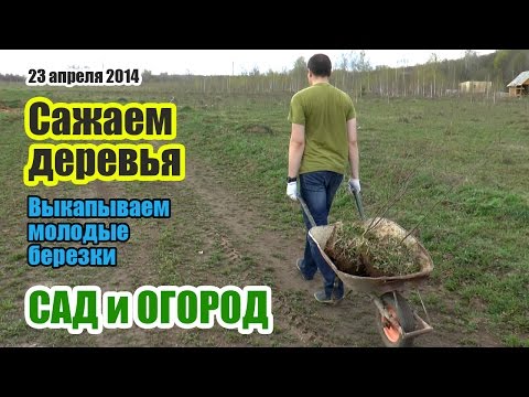 Сажаем первые деревья на своем участке. Сажаем березы