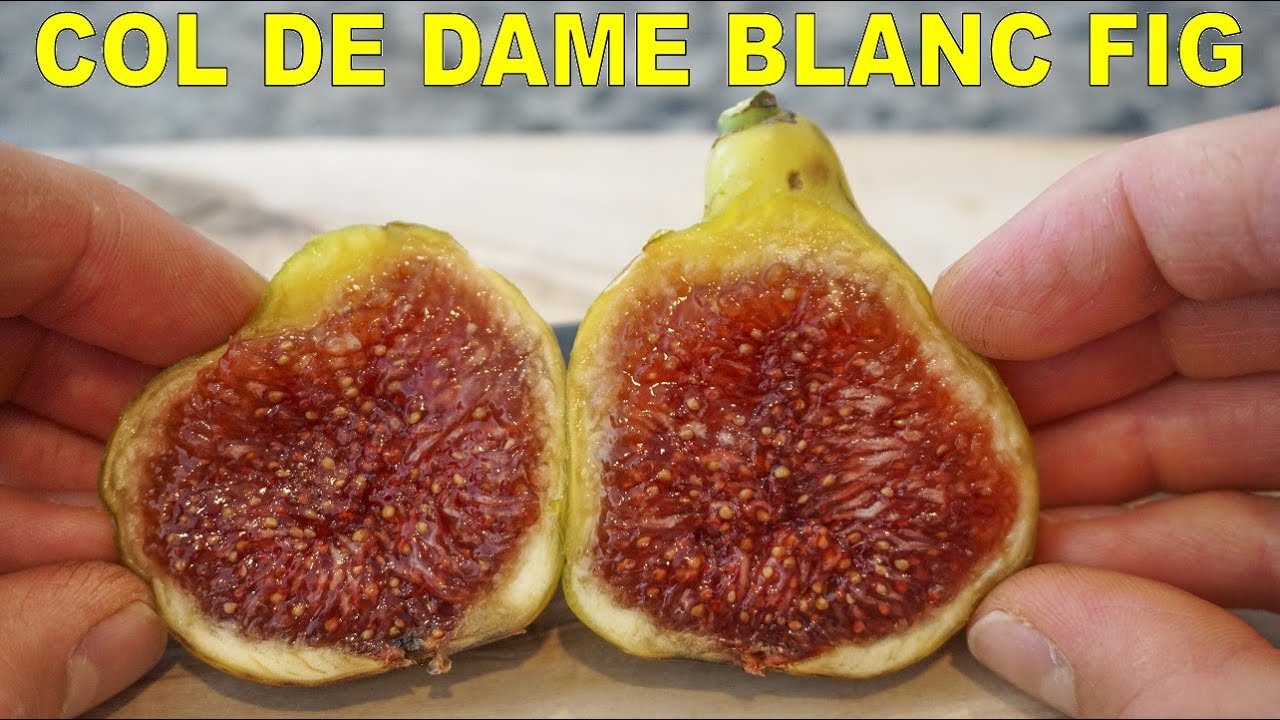 Col de Dame Blanc Fig - A Large Fig With Incredible Texture - YouTube