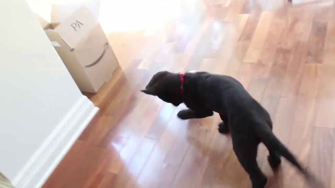 Why Dogs do not need toys YouTube