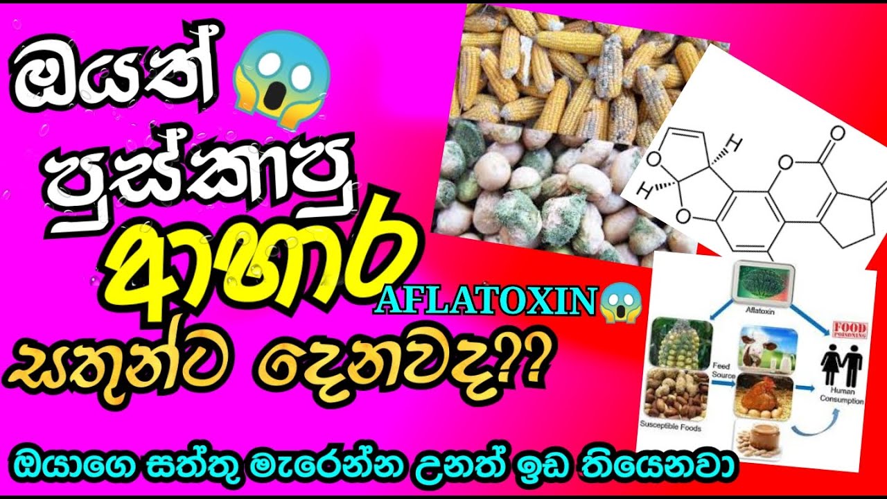 Do you also feed mold to animals? Aflatoxinsinhalathe first video of