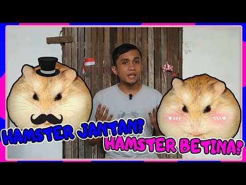Video: Cara Membedakan Hamster Jantan Male