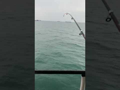 Ловлю ставриду в Азовском море #shorts #fishing #azovsea #ставрида