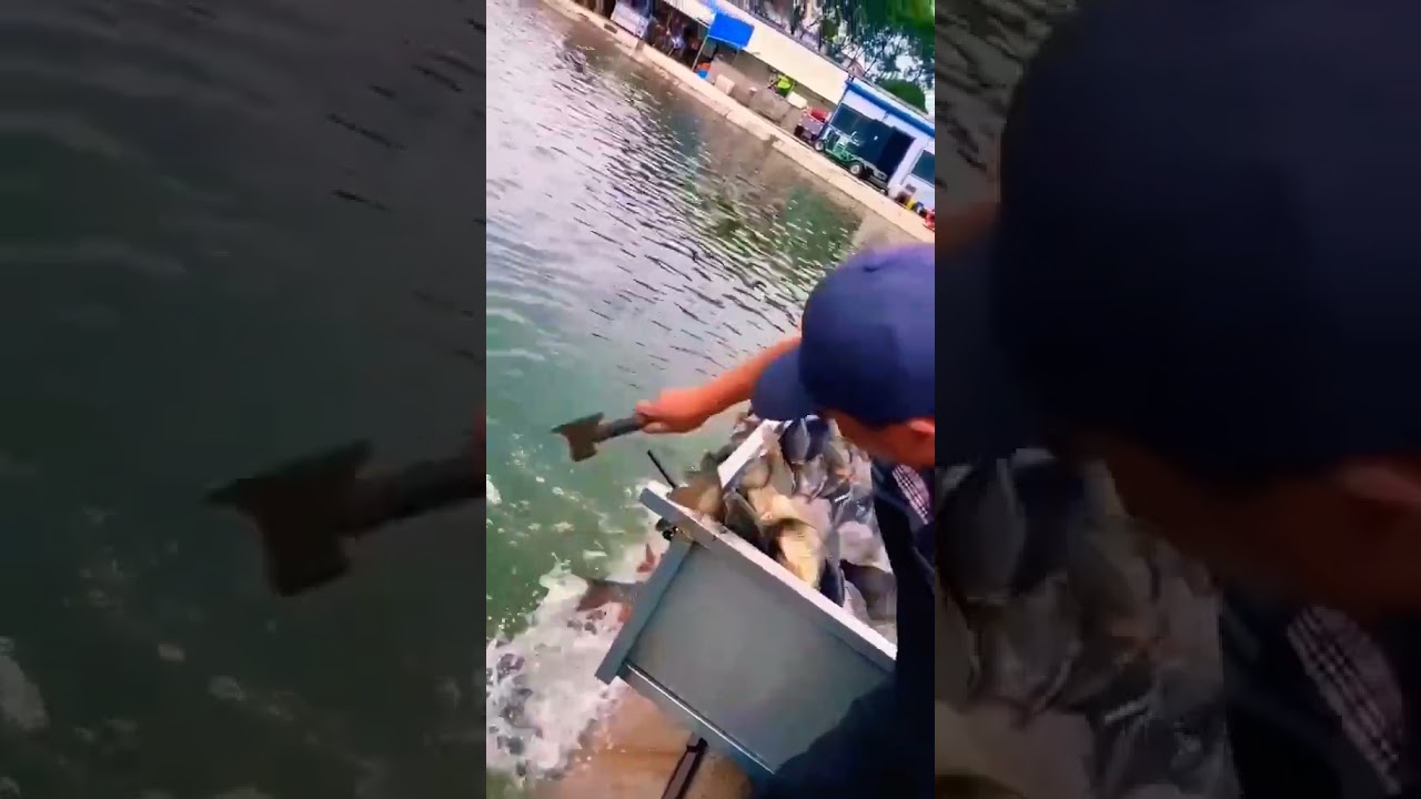 fish 🐠 farm in china 