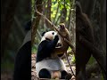 Panda and Monkey | Funny Animals