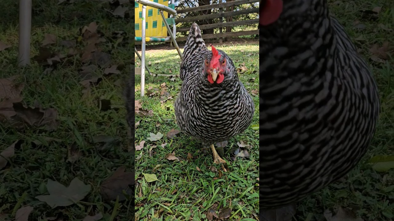 Dot the Chicken is definitely her own person! 