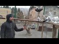 Бойные голуби, В гостях у Алика, 04.01.20 Грузия, Тбилиси.  Roller pigeons
