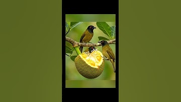 #birds nest making/#fruit eating/#crab nest  with sand/ #natural/#pl👍, share & sub vlog/