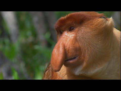 Memes that even a monkey would appreciate - YouTube