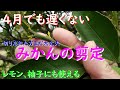 【切り忘れた方安心してください！】４月でも遅くないみかんの剪定を解説します（レモンや柚子にも使える）