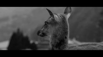 Tim Tama - Complacency (Music Video)