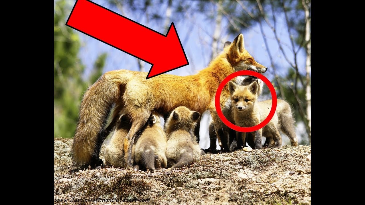 Demon Renard A Neuf Queue Japon Manga Renard 9 Queues