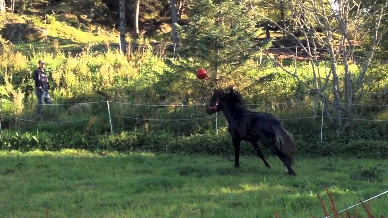 Vinni and the redball! Norwegian horse playing football YouTube