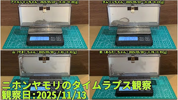 【Memorandum】 2025年11月13日 RPi-Cam-Web-Interfaceを用いたニホンヤモリのTimelapse観察