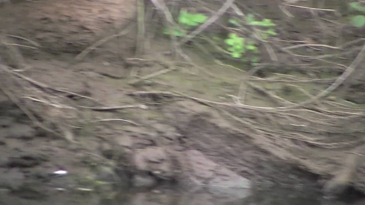 The end of a kingfisher fight