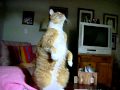 Cat sitting up on hind legs