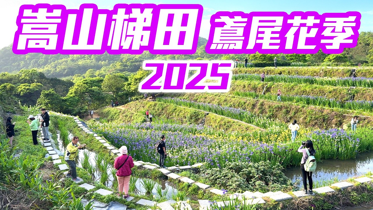 【新北景點】石門「嵩山梯田」，北台灣最浪漫的百年梯田秘境，鳶尾花海相伴  New Taipei City Taiwan