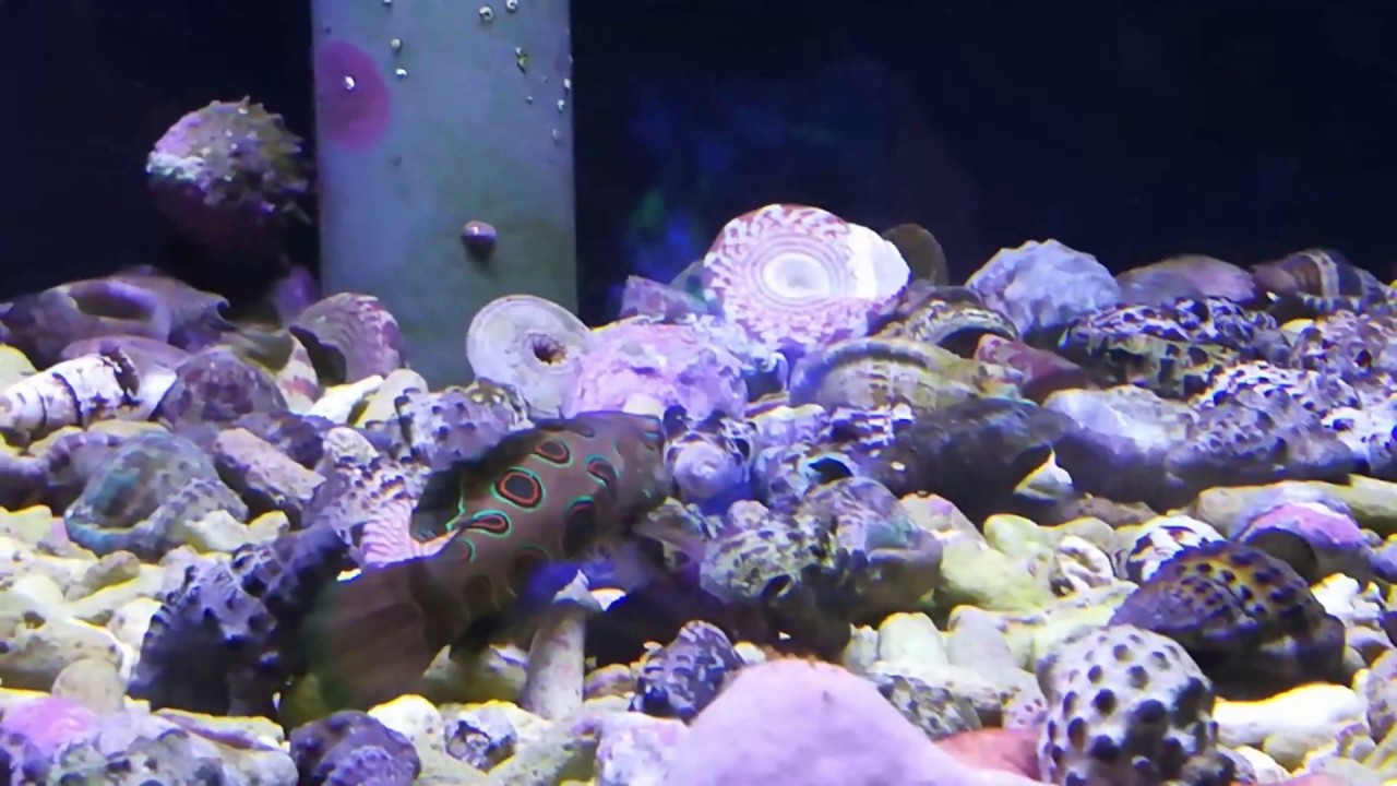 Les détritivores cherchés chez recif at home - Mr Recif Captif #227