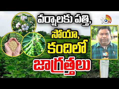 Monsoon Precautions For Cotton, Soya, Red Gram Crops | వర్షాలకు పత్తి, సోయా, కందిలో జాగ్రత్తలు|10TV - 10TVNEWSTELUGU