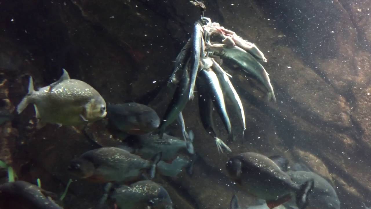 Piranha feeding time at the aquarium YouTube