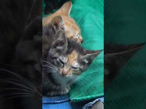 서서히 잠드는 아기 길고양이  ~♡ #cat #<strong>cute</strong> #<strong>kitten</strong>