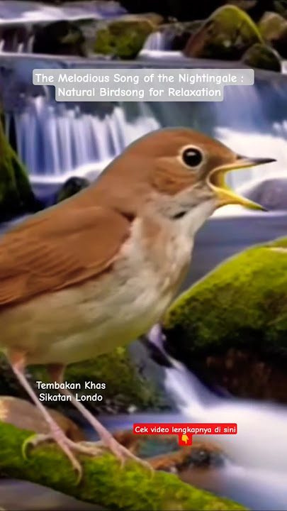 Nightingale’s Sweet Song :  Peaceful Nature Soundscape - Masteran Sikatan Londo full tembakan