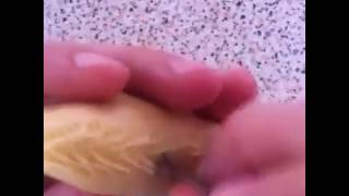 Şəkərburanin Naxiwi 4Cu Usul