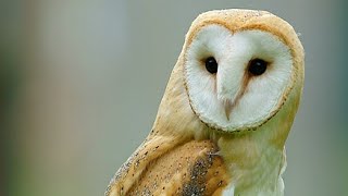 Barn Owl ( লক্ষ্মী পেঁচা )   Silent Blog......